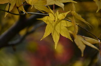 黄葉