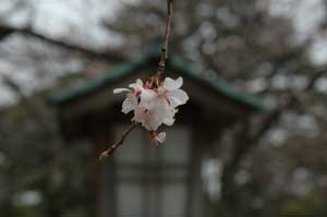 冬桜1