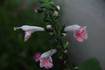 DSC_2674.jpg