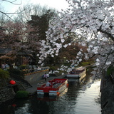 松川べりの桜