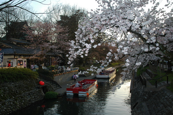 松川べりの桜のサムネイル画像