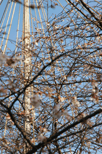 兼六園の冬桜