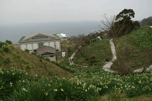 越前海岸の水仙