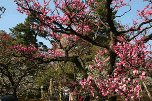 兼六園の梅