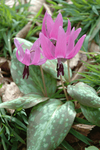 かたくりの花
