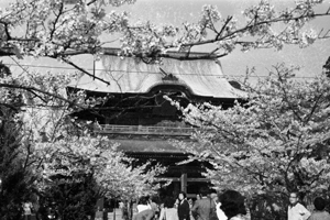 建長寺の桜