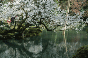 瓢池の桜