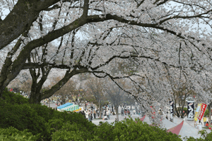 西山公園の桜