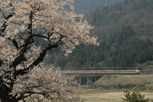 清水の桜と雷鳥