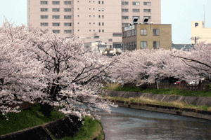 イタチ川沿いの「さくら」