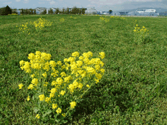 なの花