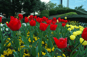 チューリップの花時計