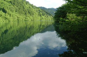 庄川峡の新緑
