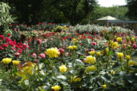 金沢南総合運動公園のバラ園