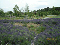 清水公園ラベンダー