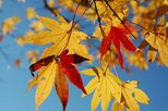 奥卯辰山健民公園の紅葉