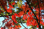 奥卯辰山健民公園の紅葉