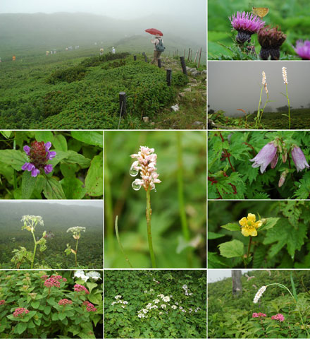 伊吹山