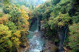 手取川渓谷の紅葉